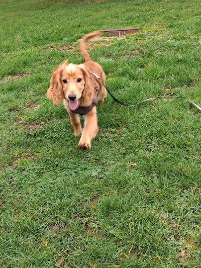 Happy golden Cocker Spaniel running across green grass in Corby