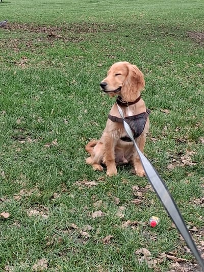 Golden Cocker Spaniel sitting in a Corby park with a ball