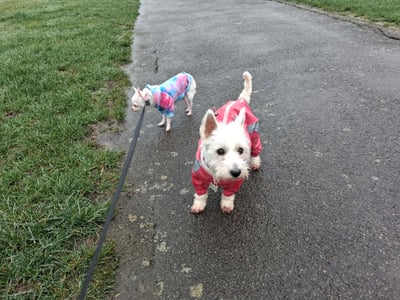Two small dogs wearing colourful raincoats on a rainy walk in Corby