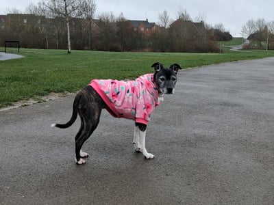 Greyhound in a pink floral coat enjoying a walk in a Corby park