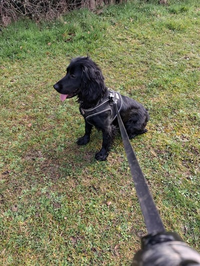 Black Cocker Spaniel on a lead walking through grass in Corby