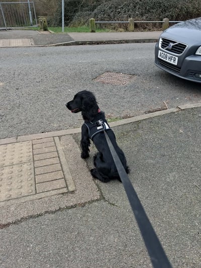 Well-behaved Cocker Spaniel sitting patiently during a walk in Corby