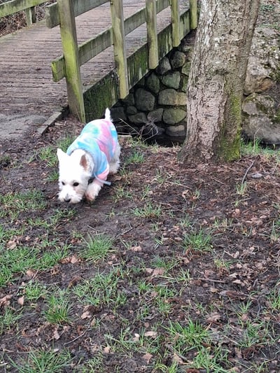 West Highland Terrier exploring near a wooden bridge on a country walk
