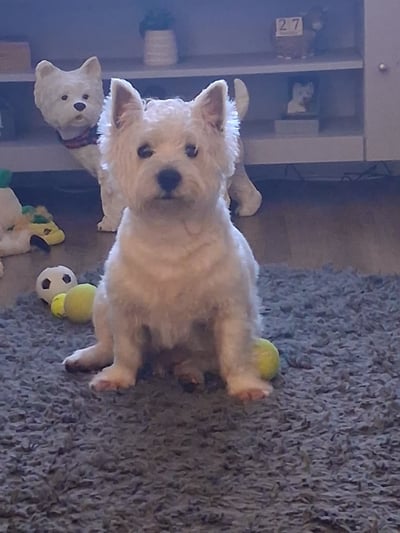 Adorable Westie sitting at home surrounded by toys