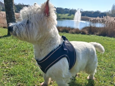 West Highland Terrier gazing at a lake with a fountain in Corby