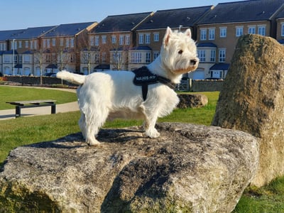 West Highland Terrier standing proudly on a rock in a sunny Corby park