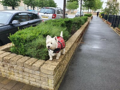 West Highland Terrier in a tartan coat on a walk through Corby streets