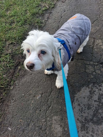 Small white dog in a cosy grey quilted coat on a Corby walk