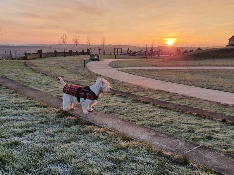 West Highland Terrier on an early morning walk at sunrise in Corby, Northamptonshire