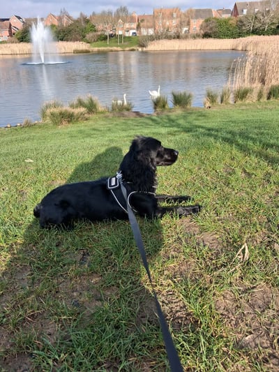 Black Cocker Spaniel relaxing by a lake during a Trusted Steps dog home visit in Corby