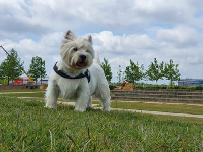 Happy West Highland Terrier enjoying a walk in a Corby park